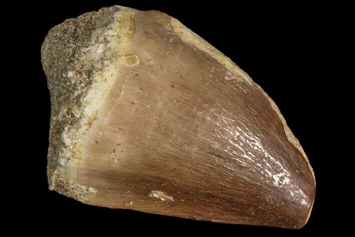 Mosasaur (Prognathodon) Tooth #87619